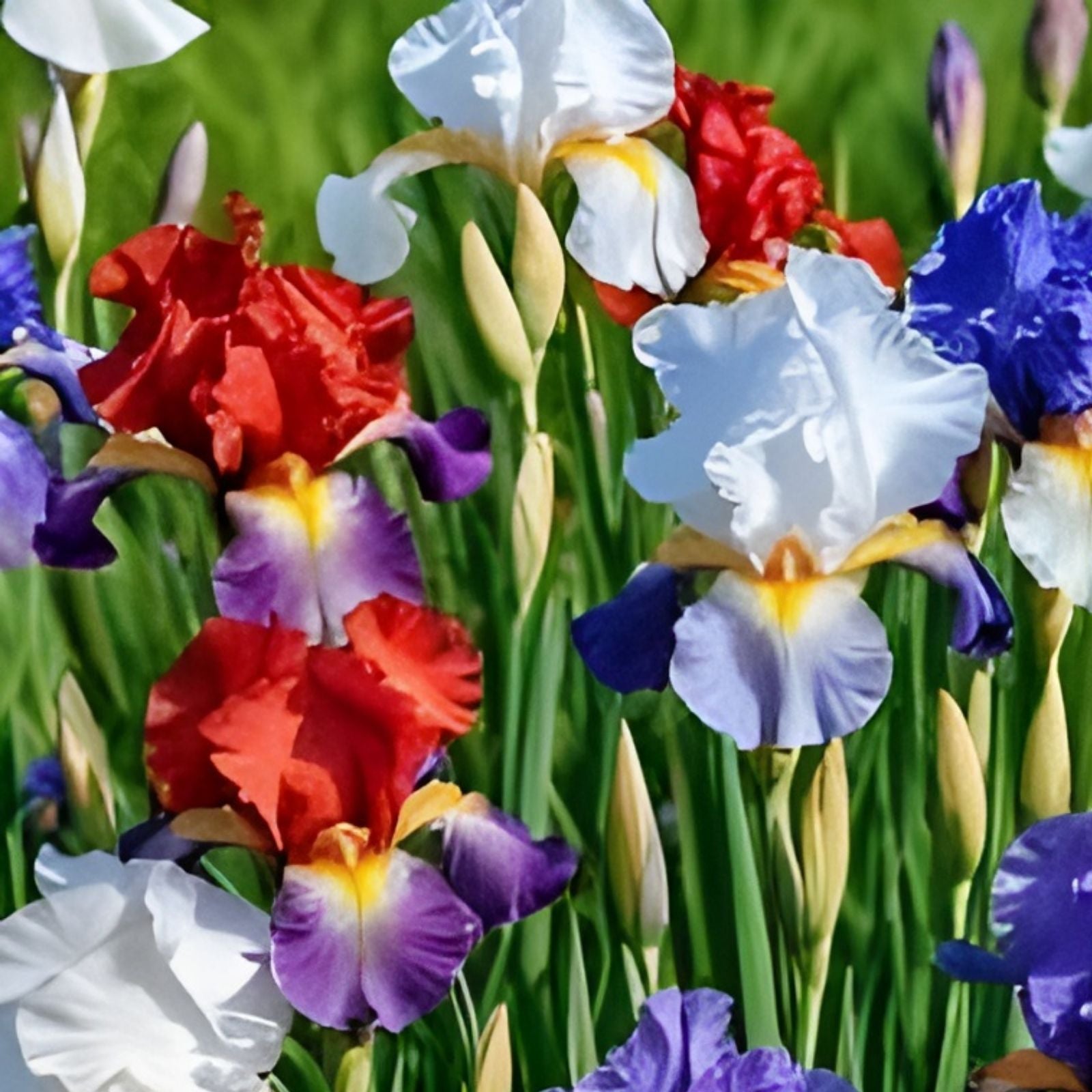 Iris Flower Seeds - 30+ Colorful Mix of Purple, White, Red, Blue - Iris siberica Garden Seeds