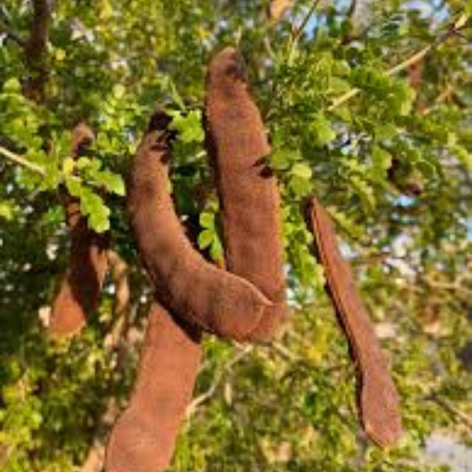 Fresh Texas Ebony Tree Seeds - 20 Seeds - Prosopis glandulosa - Drought-Tolerant Native Landscaping Seeds