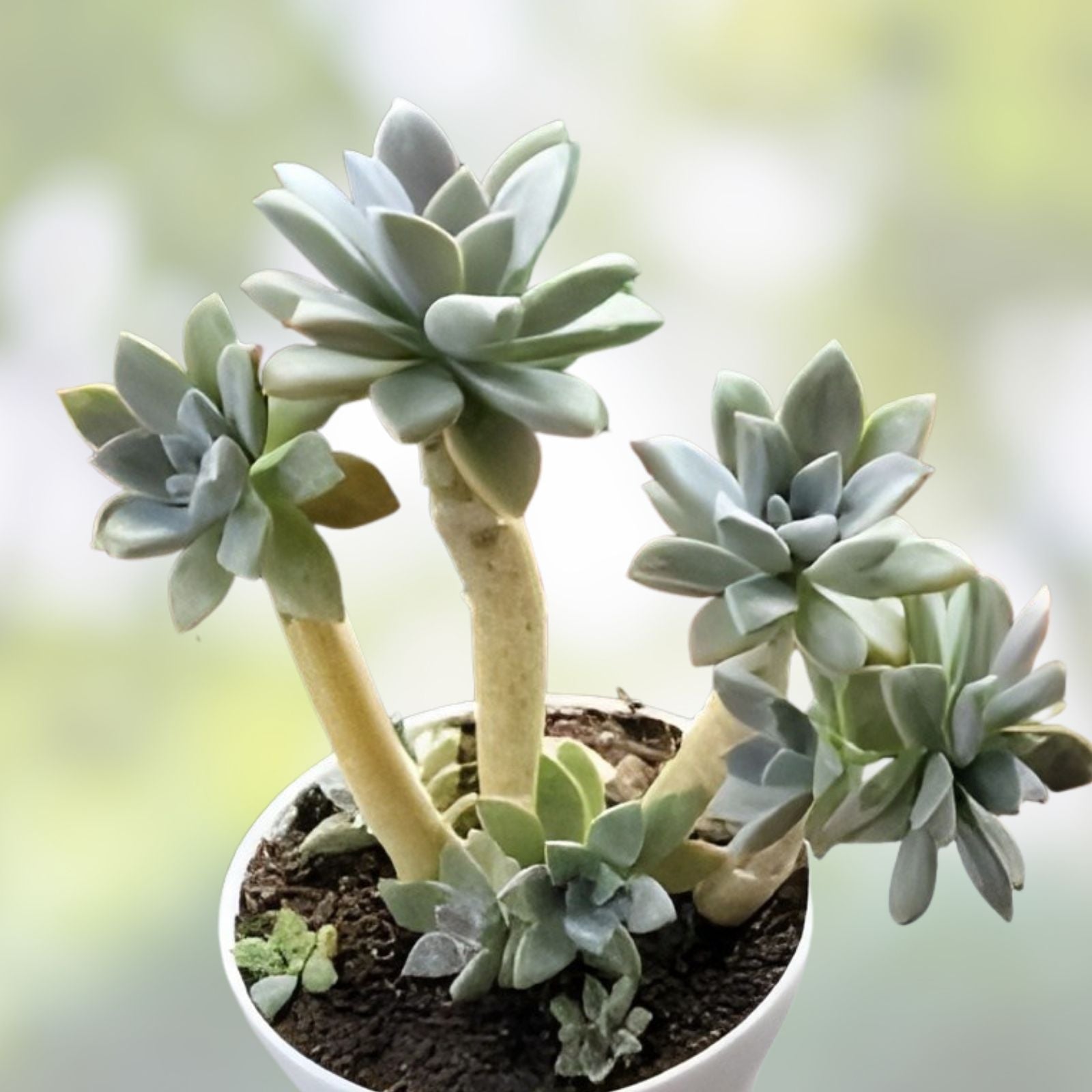 GraptoSedum Cuttings 2-3" California Sunset Succulent Drought-Tolerant Indoor Plant Graptopetalum paraguayense