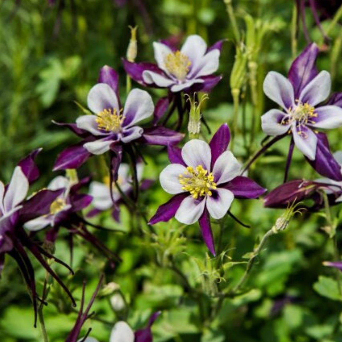 Columbine Live Bare Root Perennial Plants Set of 2 Spring Magic White Aquilegia Pollinator Friendly