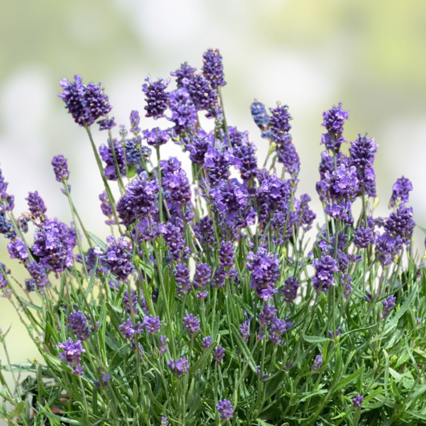 Fragrant Lavender Starter Plant - Sensational Variety for Gardens and Gifts - Lavandula angustifolia