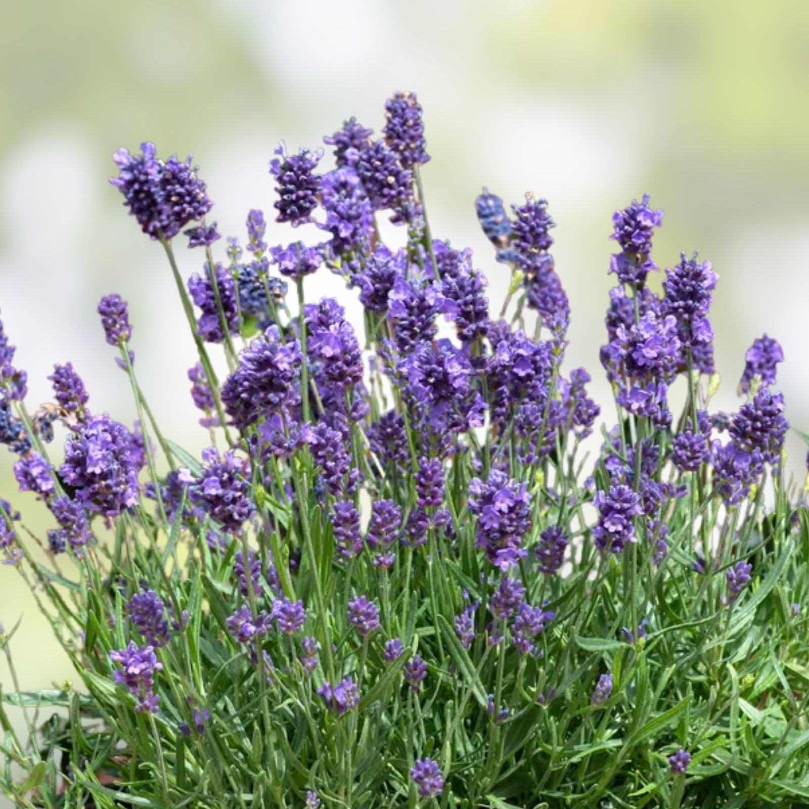 Fragrant Lavender Starter Plant - Sensational Variety for Gardens and Gifts - Lavandula angustifolia