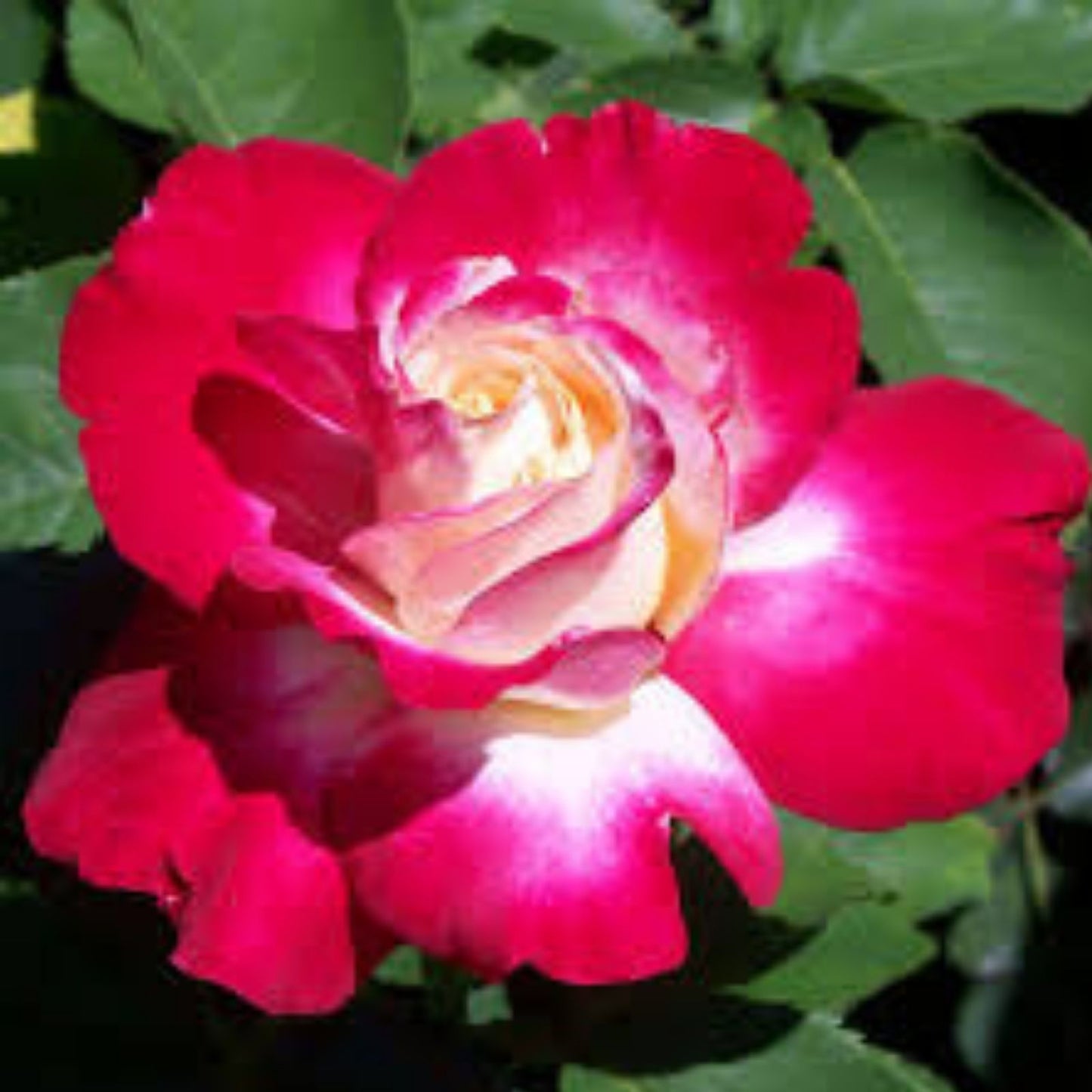 Pink Perfume Delight Rose Bush – Live Plant, Fragrant, AARS Winner, Rosa 'Perfume Delight'