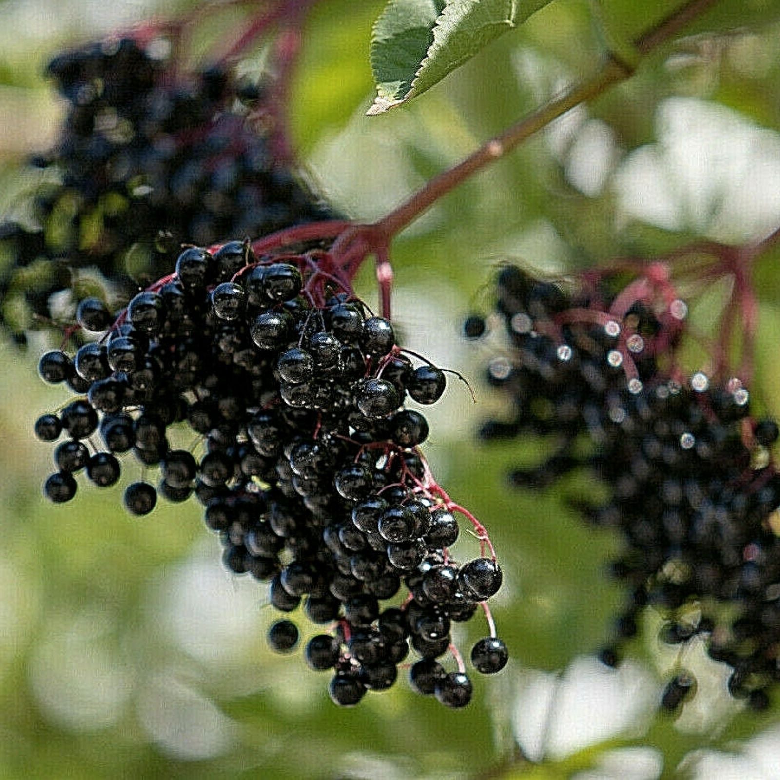 European Black Elderberry Seeds 80 Count - Medicinal Tree Sambucus nigra - USA Seller