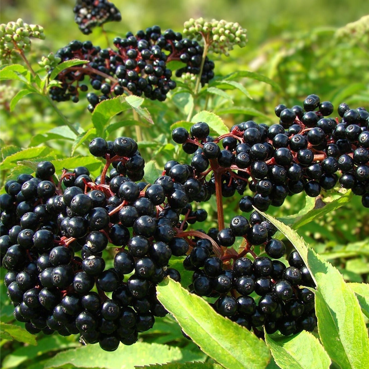 Elderberry Seeds 175 or 450 Pack Non-GMO Sambucus nigra Berry Seeds for Garden Planting