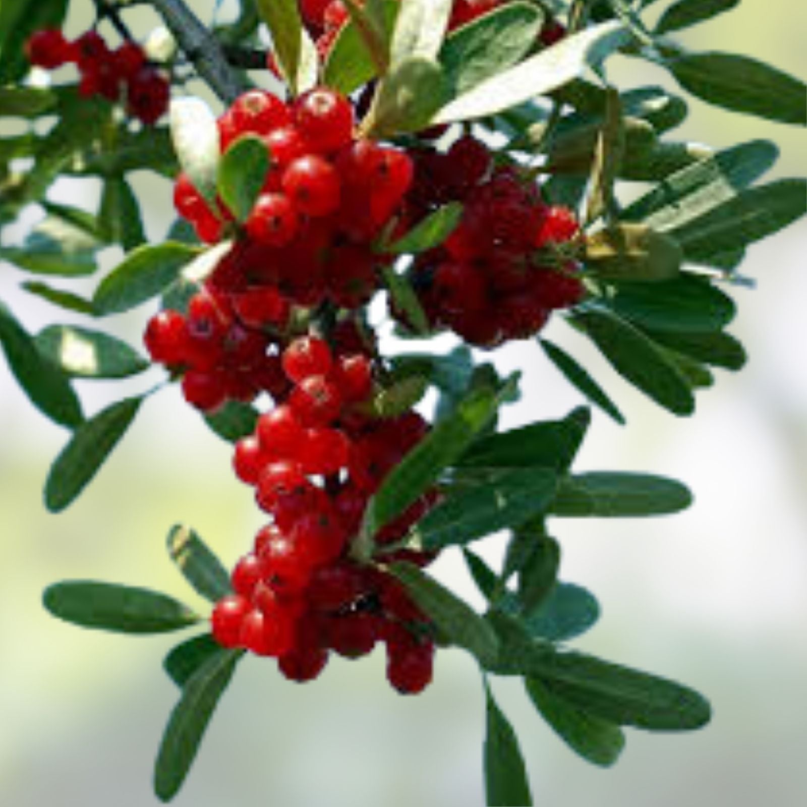Silver Buffaloberry Seeds for Planting - 100 Seeds - Shepherdia argentea - Native Hardy Shrub Seed