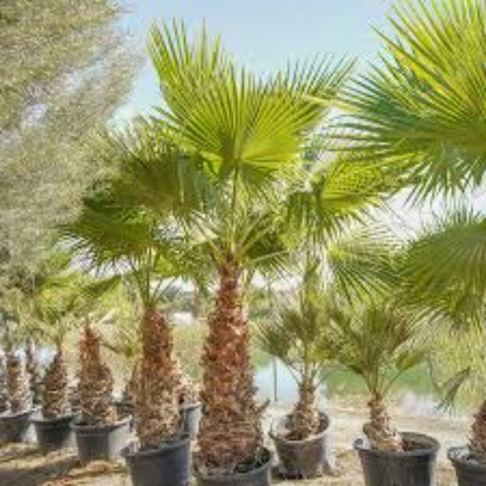 Washingtonia Hybrid Fan Palm Plants 1.5+ Years Old Rare 5-Pack for Landscaping and Indoor Decor
