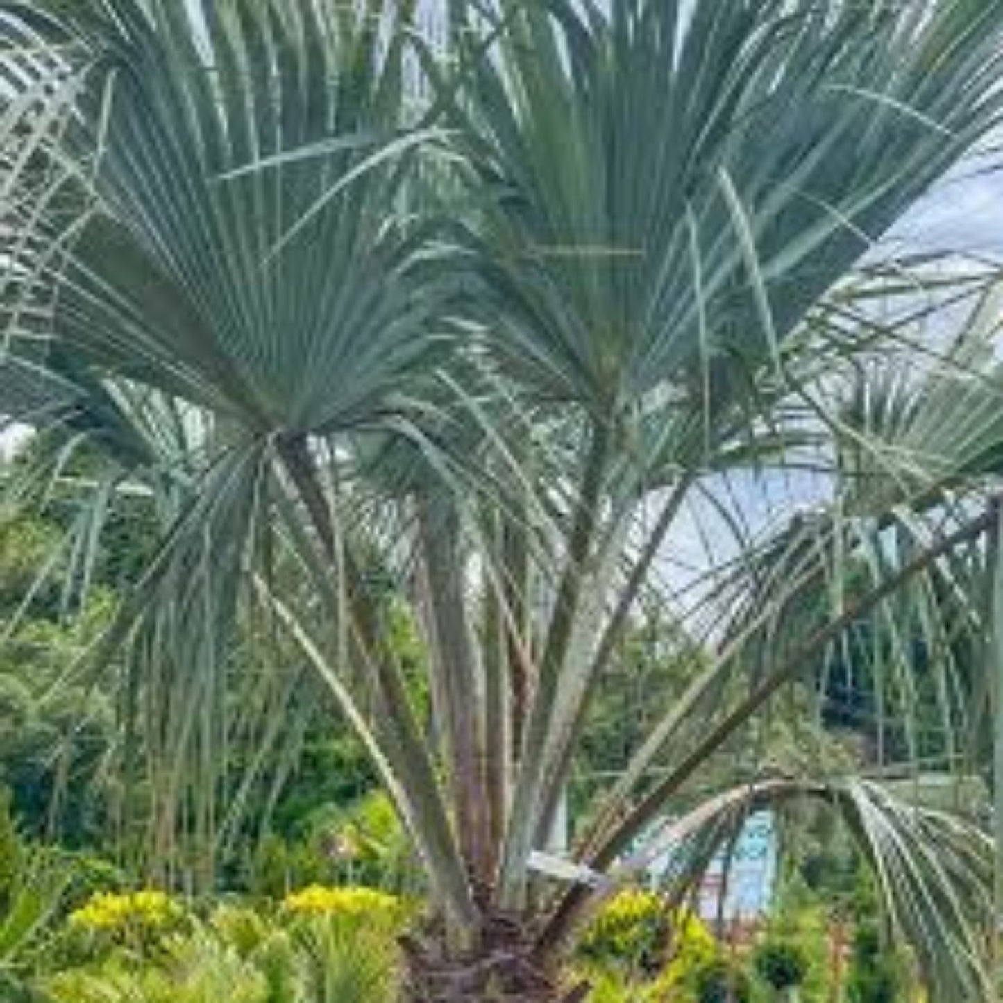 Canary Island Date Palm Tree 52+ Inches, Phoenix Canariensis, Tropical Indoor Outdoor Plant, 10+ Years Mature