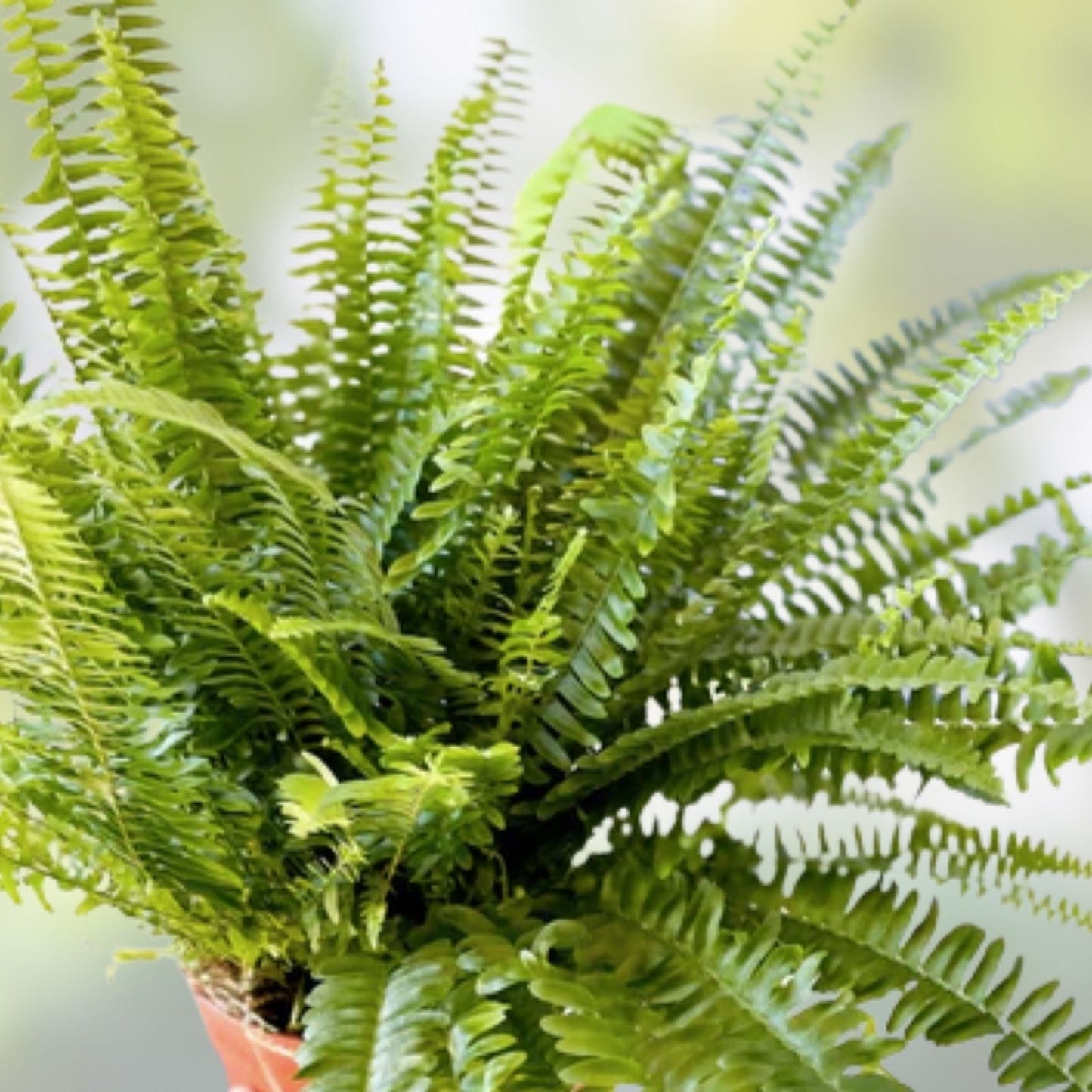 Rooted Fern Plants 25 Varieties Lush Green Foliage Indoor Outdoor Nephrolepis exaltata