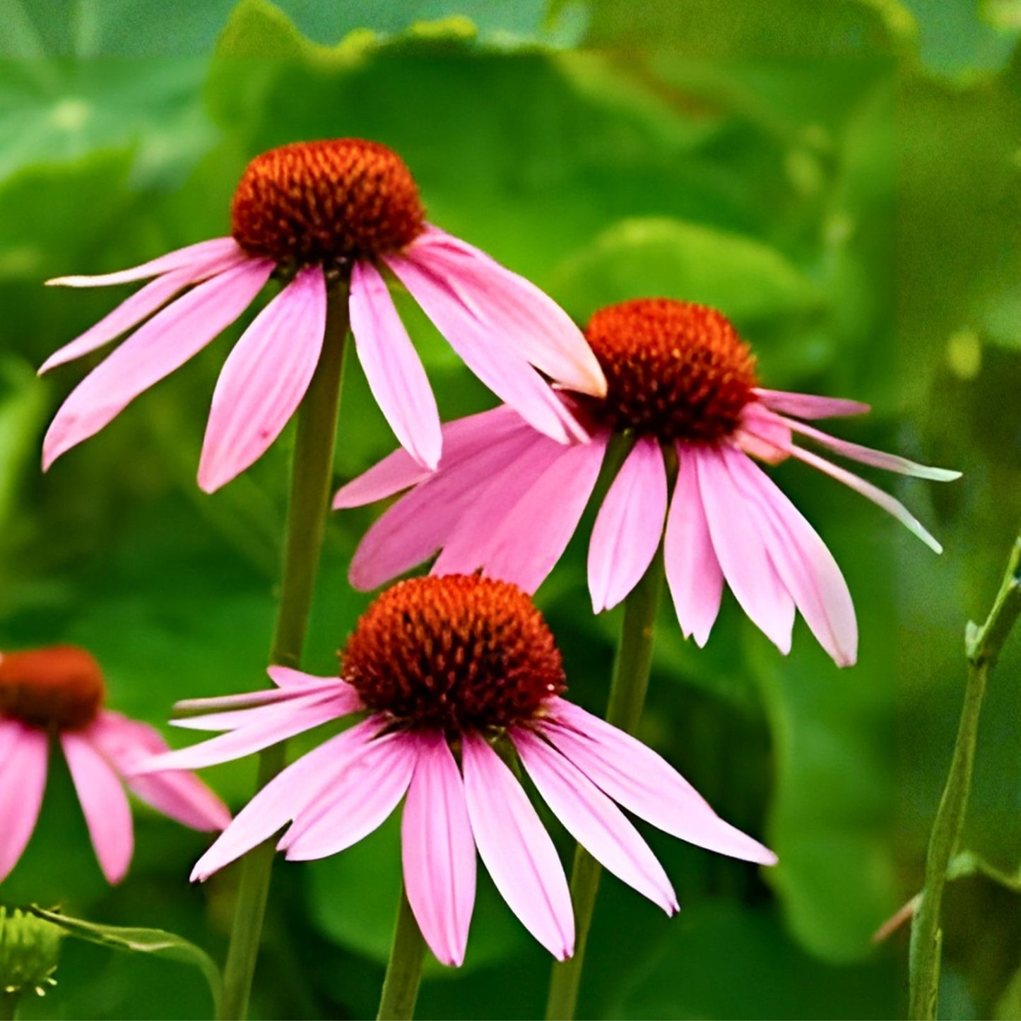 Coneflower Seeds 50+ Pack, Annual Flower Variety for Flower Beds, Echinacea Purpurea