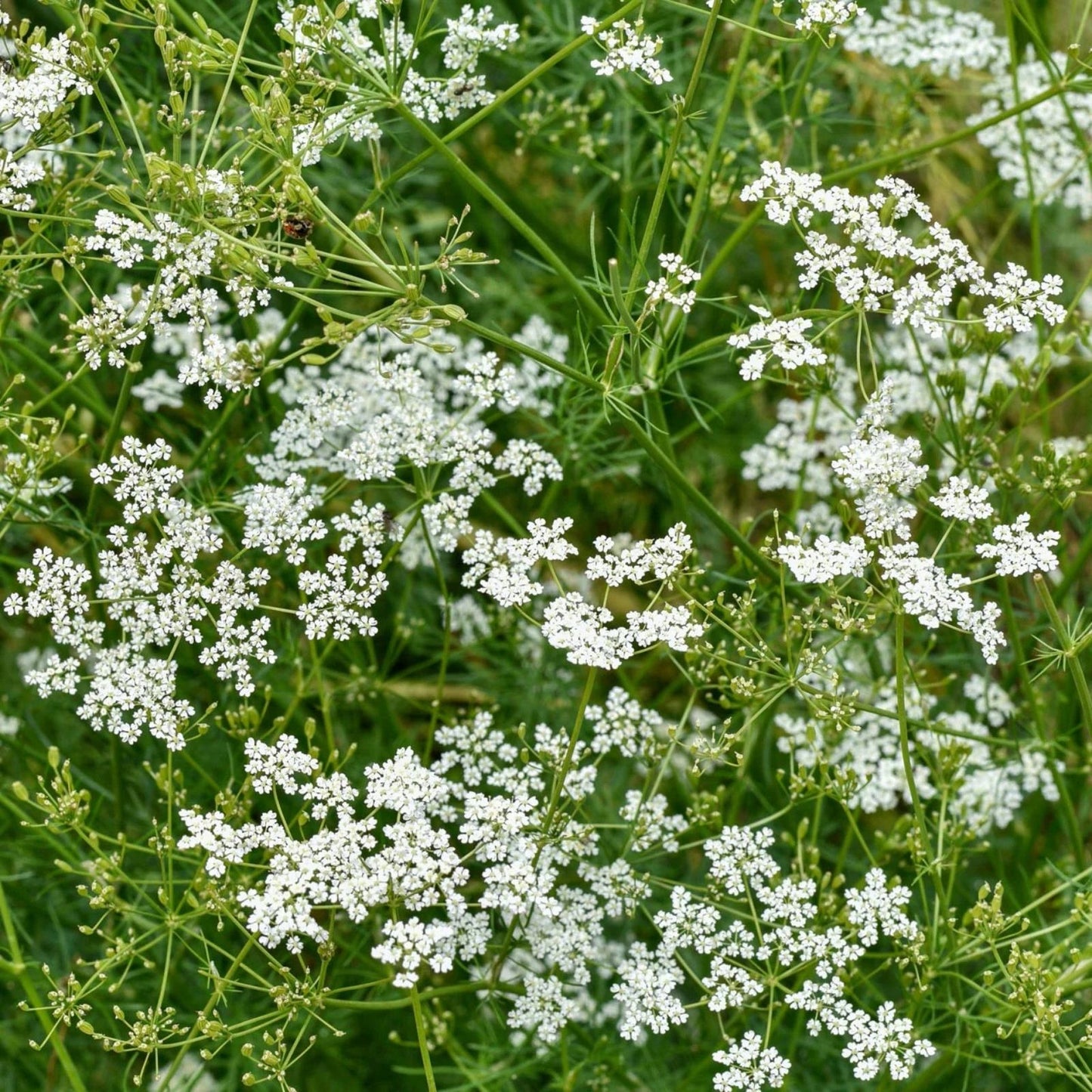 Heirloom Cumin Seeds 50+ Non-GMO Organic Cuminum cyminum for Gardening and Cooking