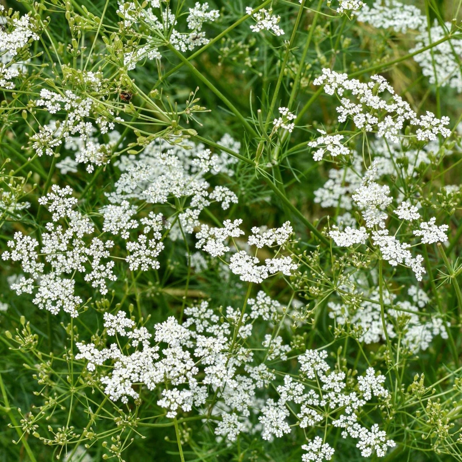 Heirloom Cumin Seeds 50+ Non-GMO Organic Cuminum cyminum for Gardening and Cooking
