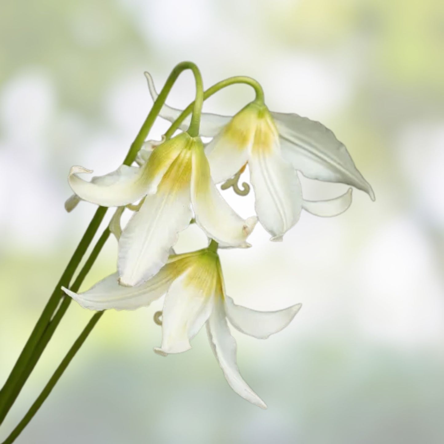 White Avalanche Lily Seeds - 10 Pack, Perennial Flower Seeds, Erythronium montanum, USA Grown