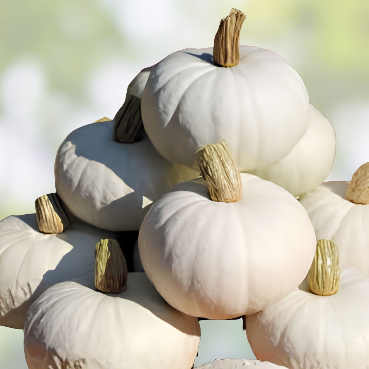 Show Winner White Giant Pumpkin Seeds 10 Pack, Easy Grow Cucurbita maxima, Large Gourd, Live Plant, Starter, Bare Root, Cutting