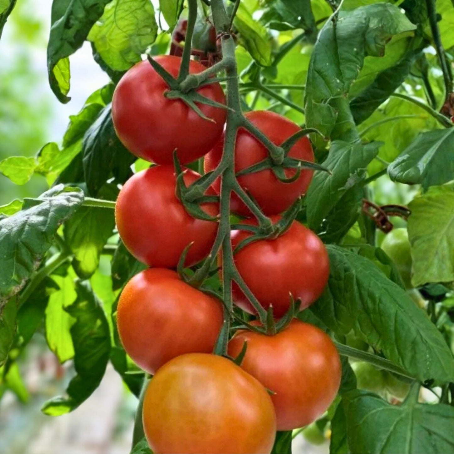 Organic Campari Tomato Seeds - 50+ Non-GMO Heirloom Vegetable - Solanum lycopersicum