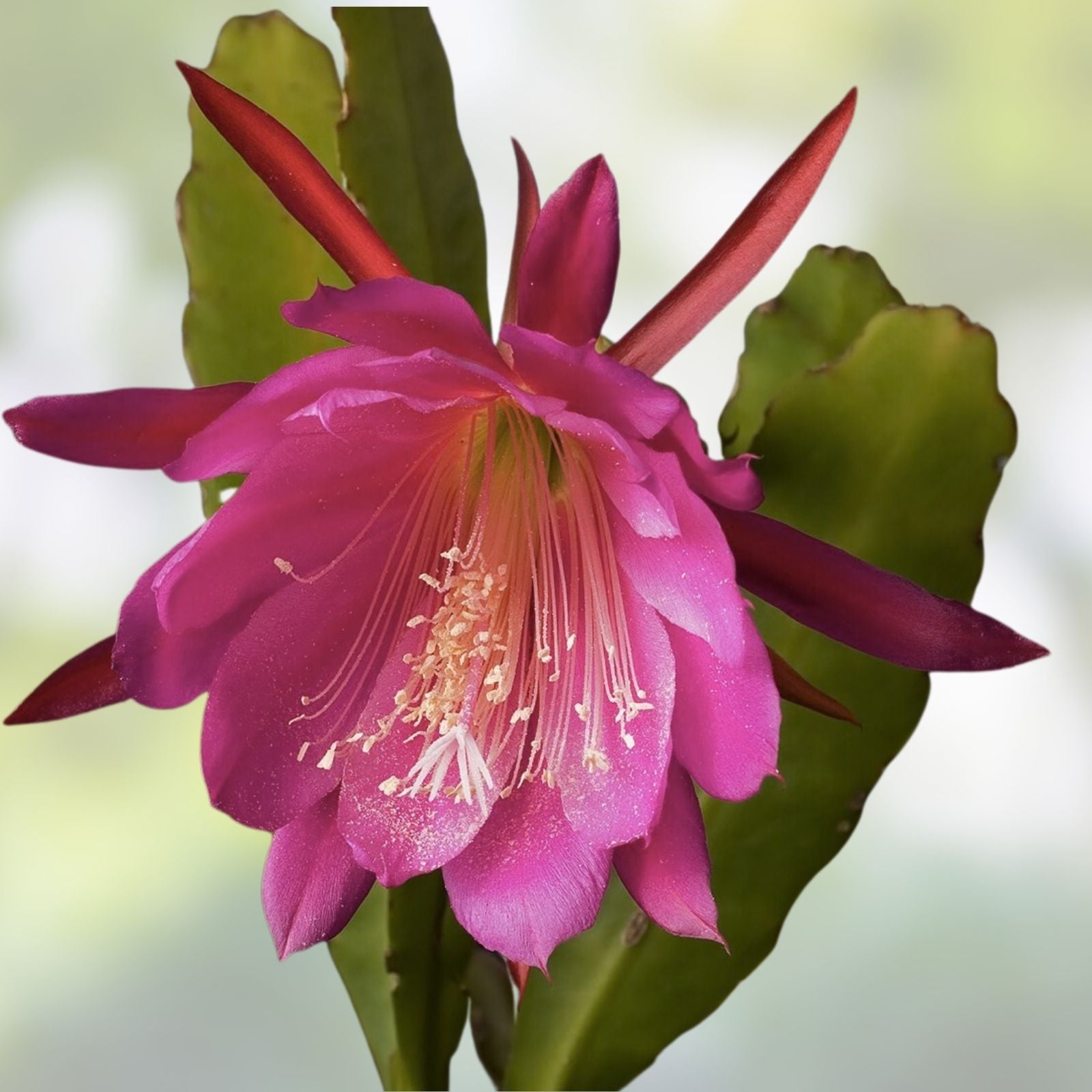 Epiphyllum 'Agatha' Unrooted Cutting - Rare Orchid Cactus - Unique Antique Plant Cutting - Epiphyllum hybrid