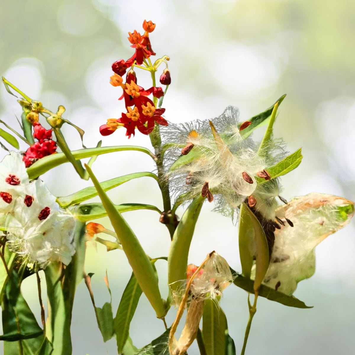 Tropical Milkweed Seeds 10 Pack - Asclepias curassavica - Mexican Butterfly Weed - Attracts Butterflies, Easy to Grow
