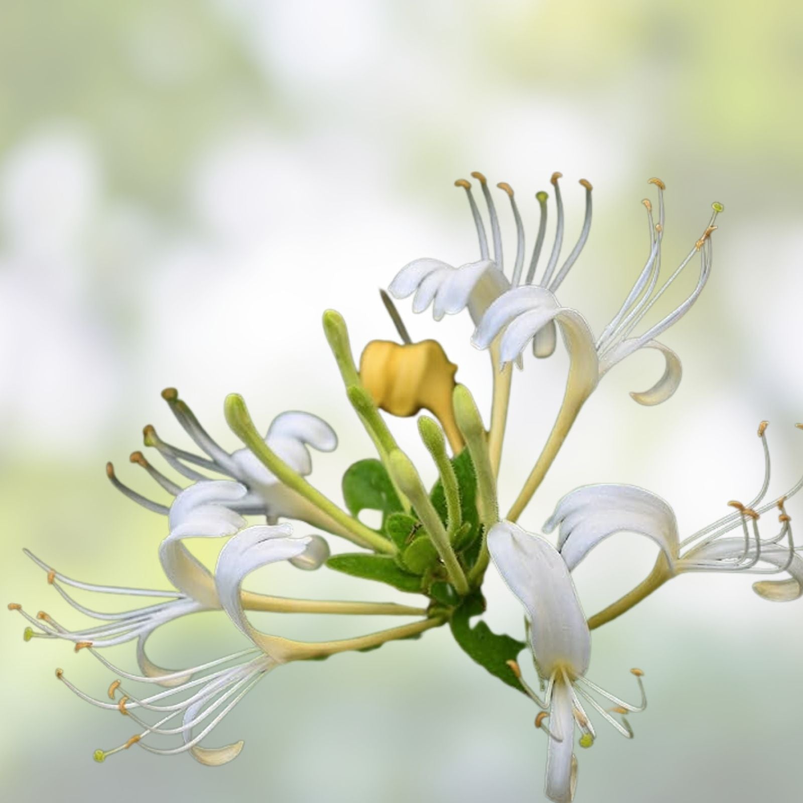 Japanese Honeysuckle Cuttings – 15 Rootless Live Plant Cuttings with White and Yellow Flowers – Lonicera japonica