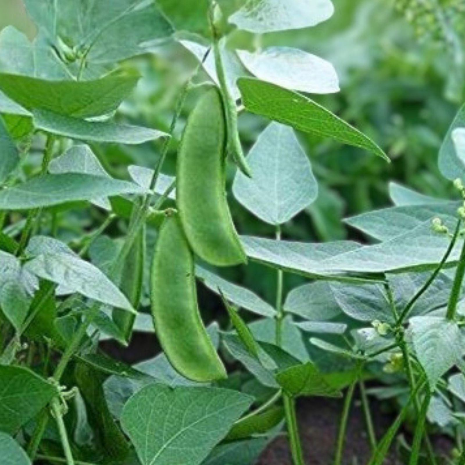 Non-GMO Lima Bean Seeds, Henderson Bush Variety, Edible Phaseolus lunatus, Healthy & Great Tasting, 50+ Seeds