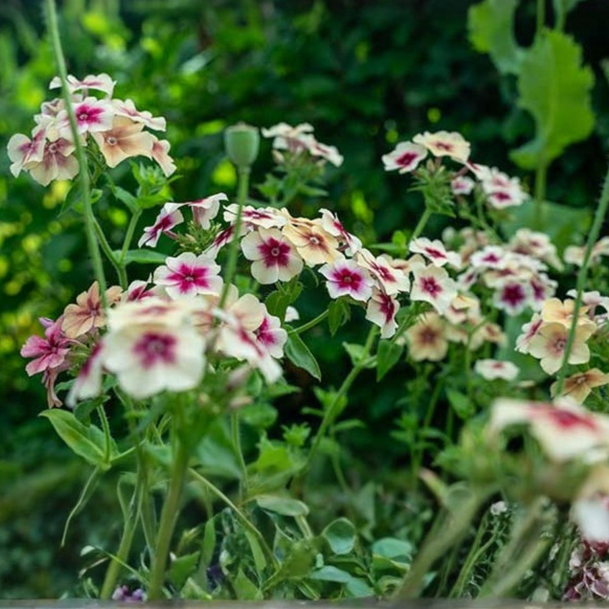 Phlox Seeds 125 Count Cherry Caramel Annual Flower Phlox paniculata Garden Bloom Seeds