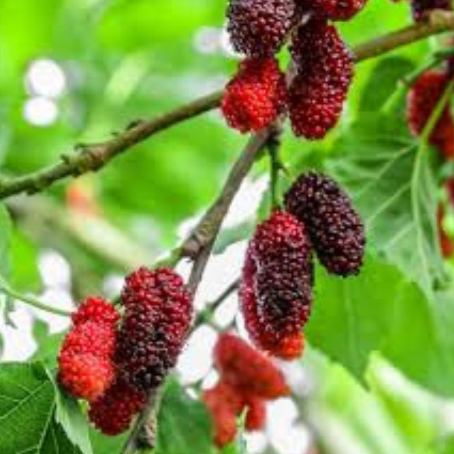 Red Mulberry Tree Cuttings Set of 12 Unrooted – Morus rubra – Planting and Propagation Material