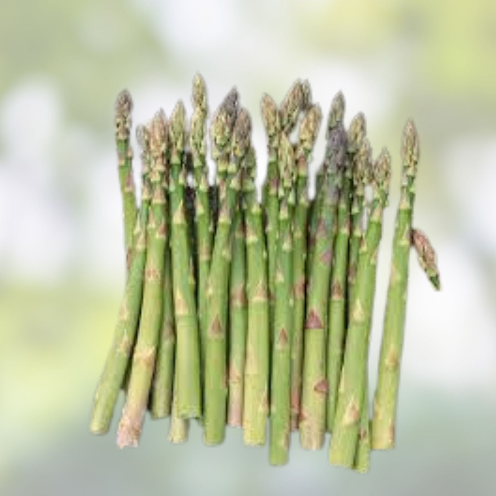 Mary Washington Asparagus Seeds - 100 Organic Heirloom Non-GMO Vegetable Seeds, Asparagus officinalis