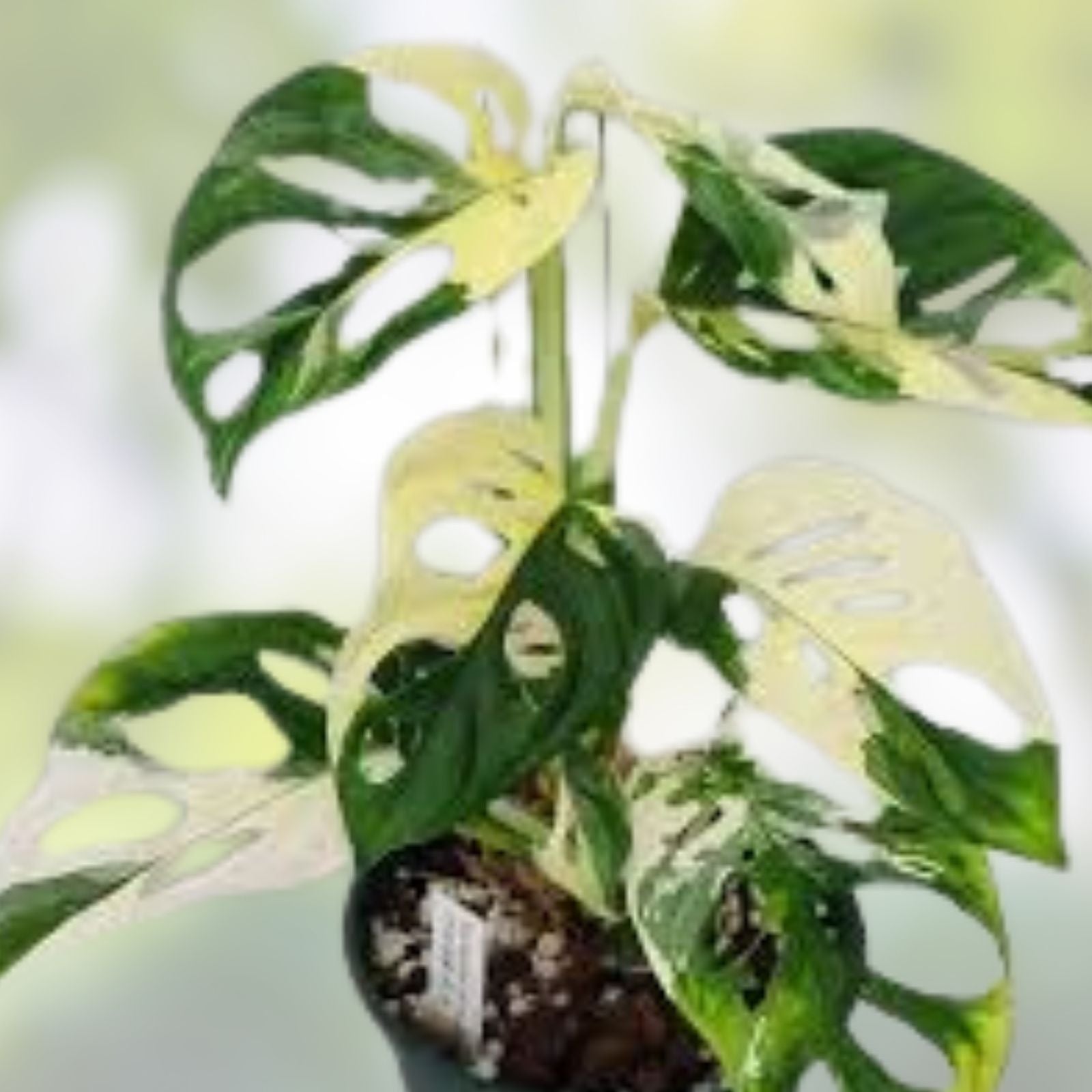 Monstera Minima Cutting 1 Plant - Rare Houseplant - Monstera Adansonii Variegata - Live Indoor Plant