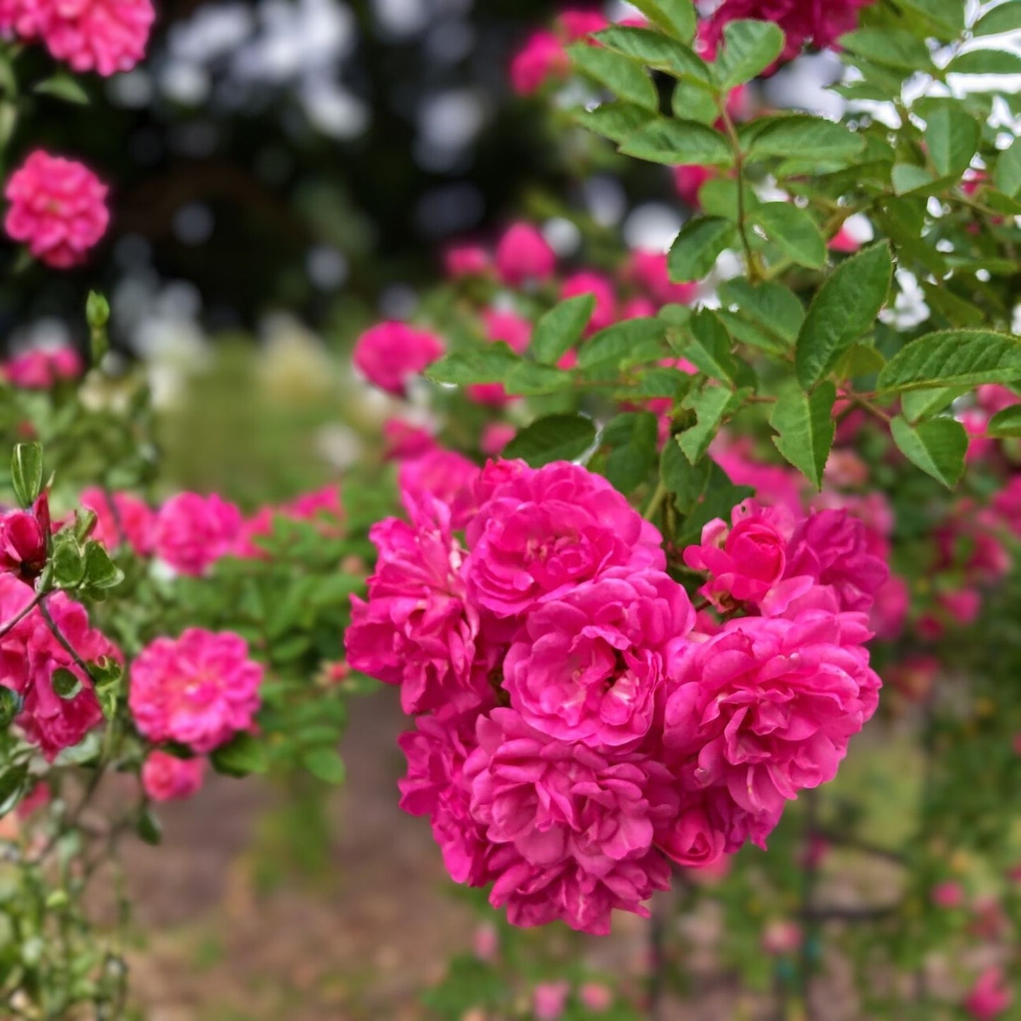 Peggy Martin Rose Cuttings - 10 Inch Climbing Rose Cuttings Rosa 'Peggy Martin' for Gardeners