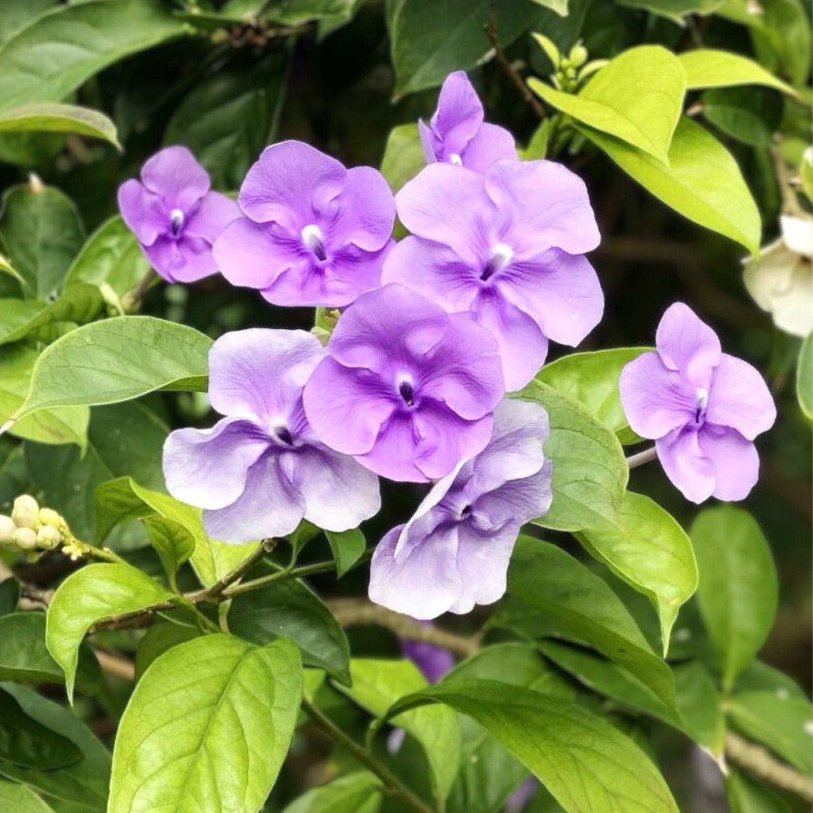 Brunfelsia grandiflora Cutting - Rare Tropical Chiric Sanango Plant for Gardening and Landscaping