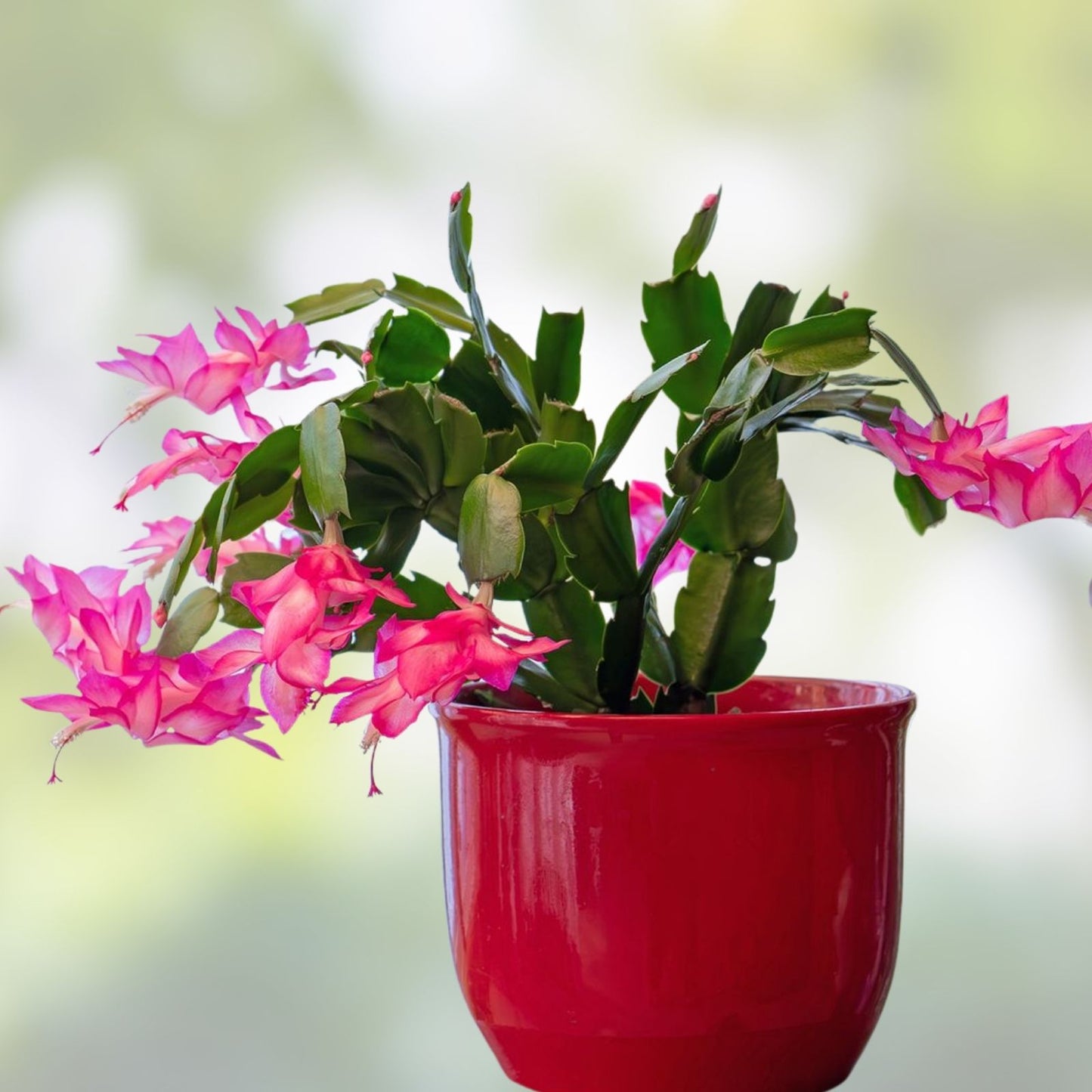 Epiphyllum Orchid Cactus Plant - DANTE Variety - Indoor Garden Succulent - Don's Cuttings SEPT/1