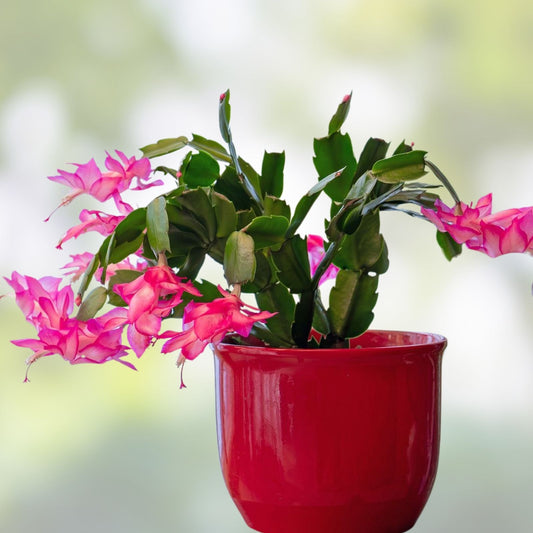 Epiphyllum Orchid Cactus Plant - DANTE Variety - Indoor Garden Succulent - Don's Cuttings SEPT/1