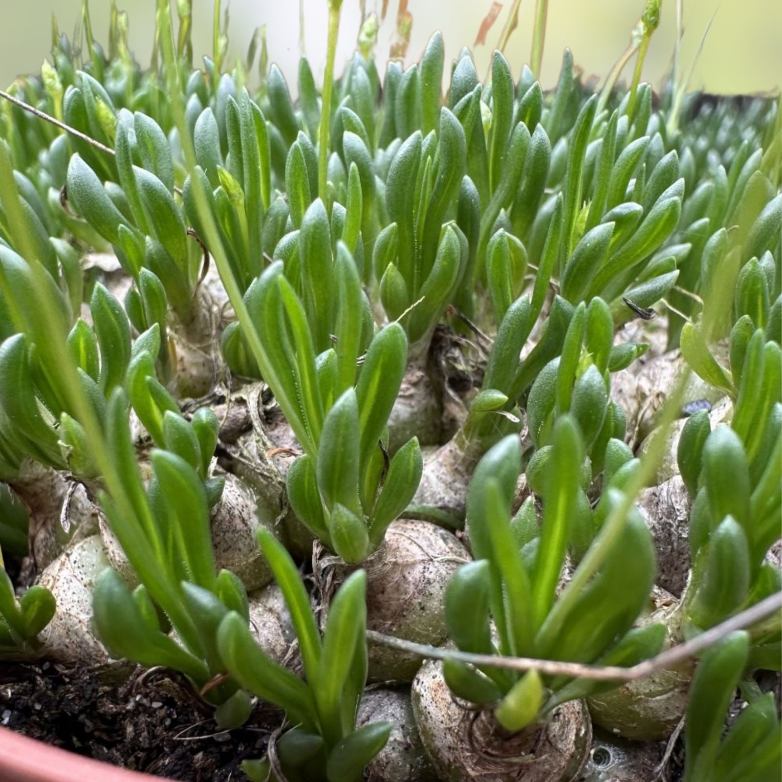 Albuca or Ornithogalum Cluster Succulent Plant 2,5" Pot Rare Rooted Variety Indoor Decor