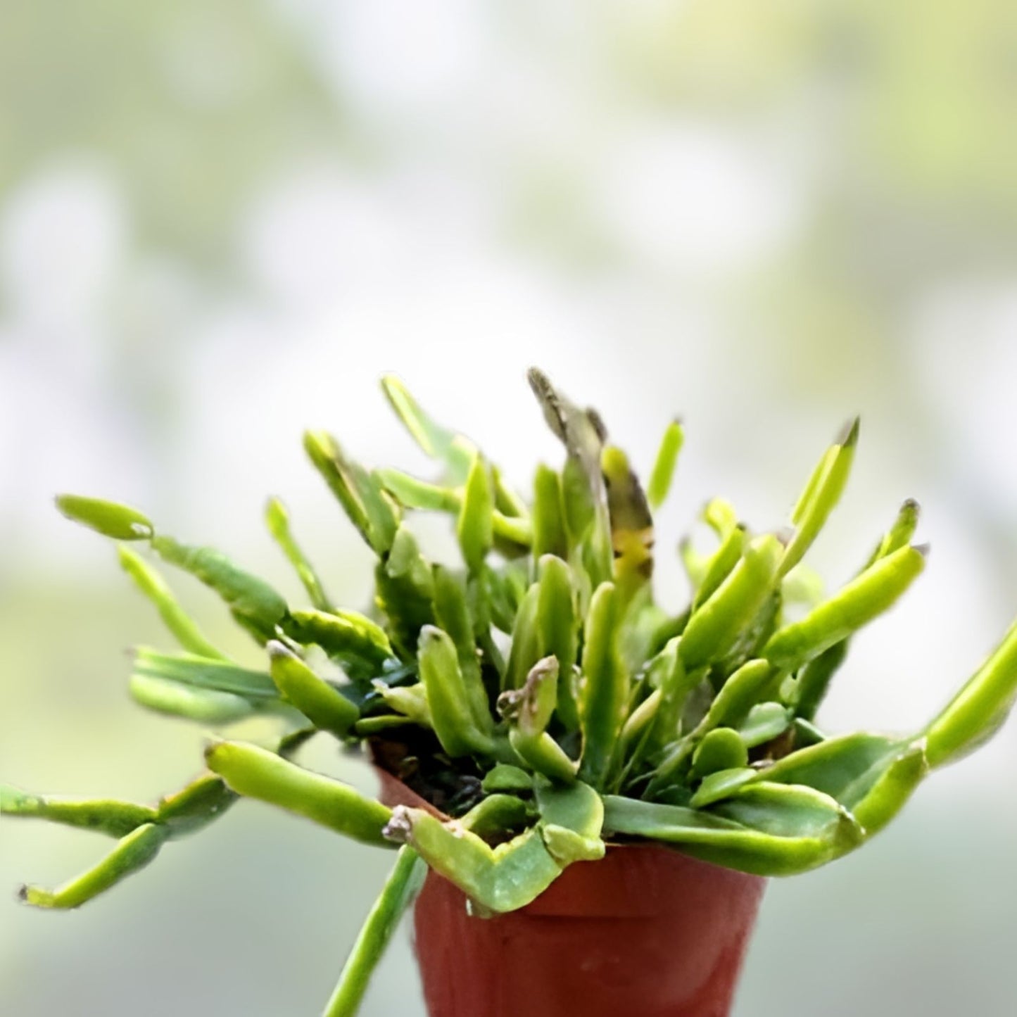 Mistletoe Cactus Plant Rhipsalis ewaldiana Rare Jungle Cactus Unique Houseplant for Home Decor