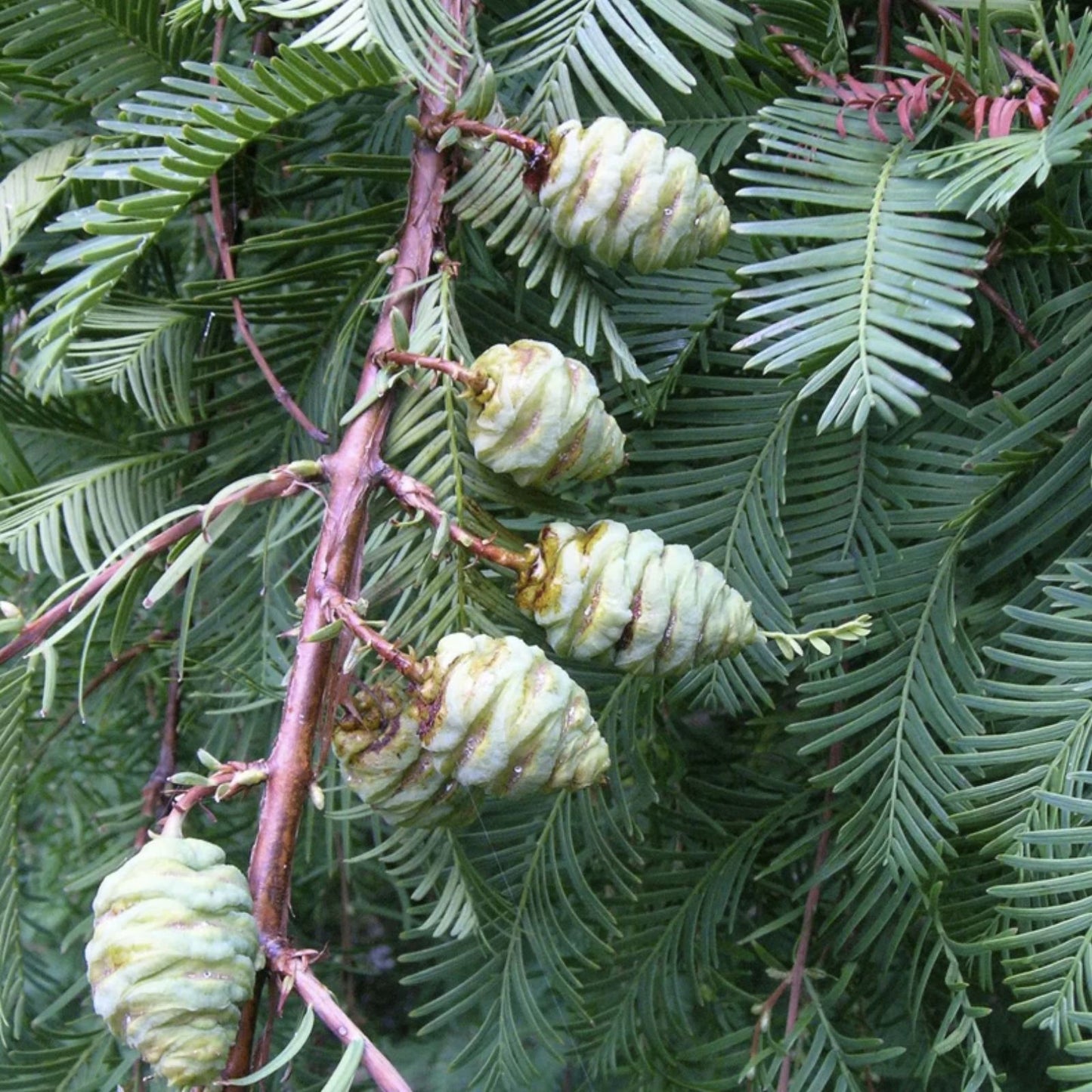 Dawn Redwood Tree Seeds – 30 Seeds – Metasequoia glyptostroboides – Sequoia Tree Seeds – Grows as a Deciduous Conifer from USA