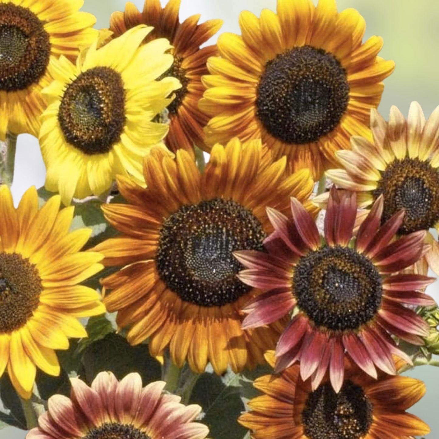 Mardi Gras Mix Sunflower Seeds 50 Pack - Colorful Blooms for Hummingbirds & Butterflies - Helianthus annuus