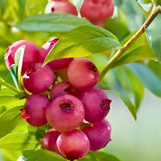 Florida Blueberry Plant - 10" Edible Fruit - Rabbiteye Hybrid, Pink Berries, Self-Fertile, Early Harvest - Vaccinium spp.