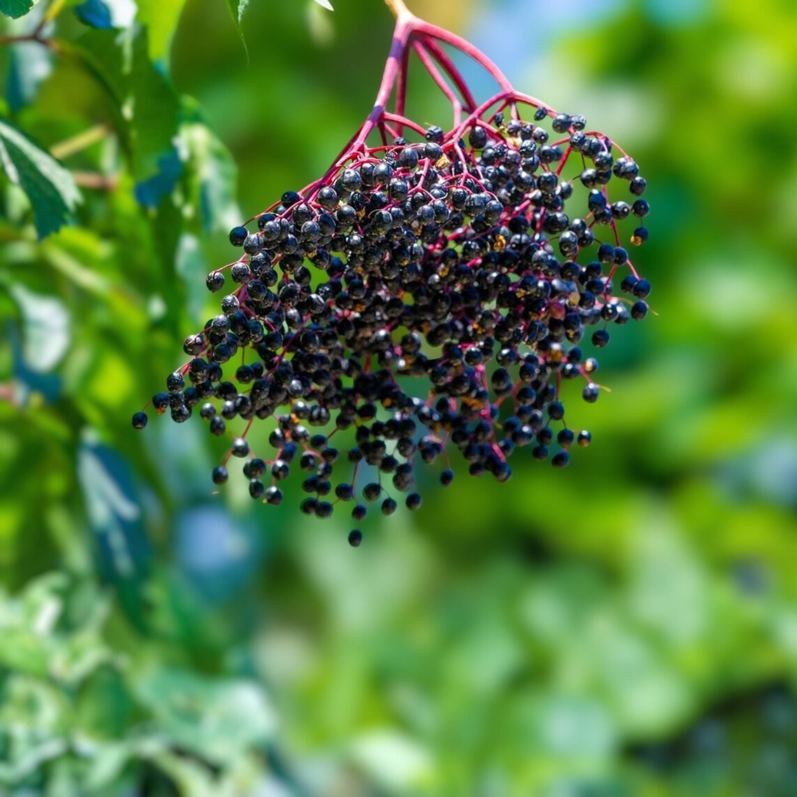 Fresh Elderberry Cuttings - Unrooted Elderberry Tree - Sambucus nigra - Naturally Grown, Lush Quality