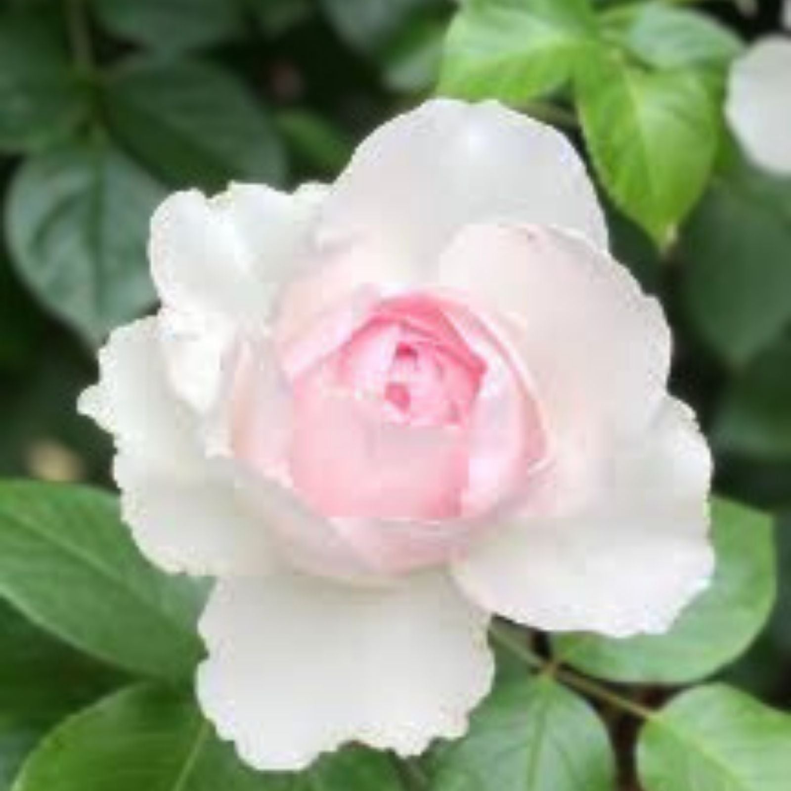 Climbing Rose Cuttings - 3 Fresh 6” Unrooted Cuttings - Auswith Variety - Rosa Climbing Plant