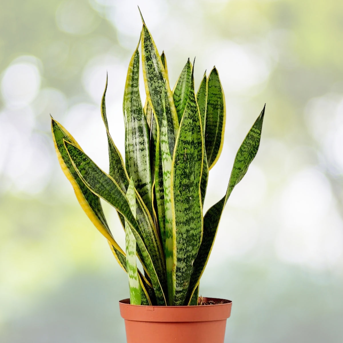 Snake Plant 6-Inch Pot Sansevieria Trifasciata Green Indoor Plant - Low-Maintenance Air-Purifying Houseplant