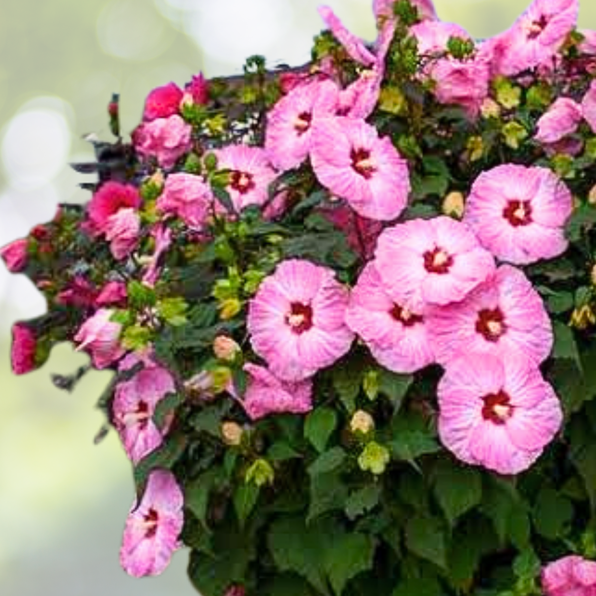 Hibiscus Starter Plant - 6-9 Inch - Spinderella Variety - Hibiscus rosa-sinensis