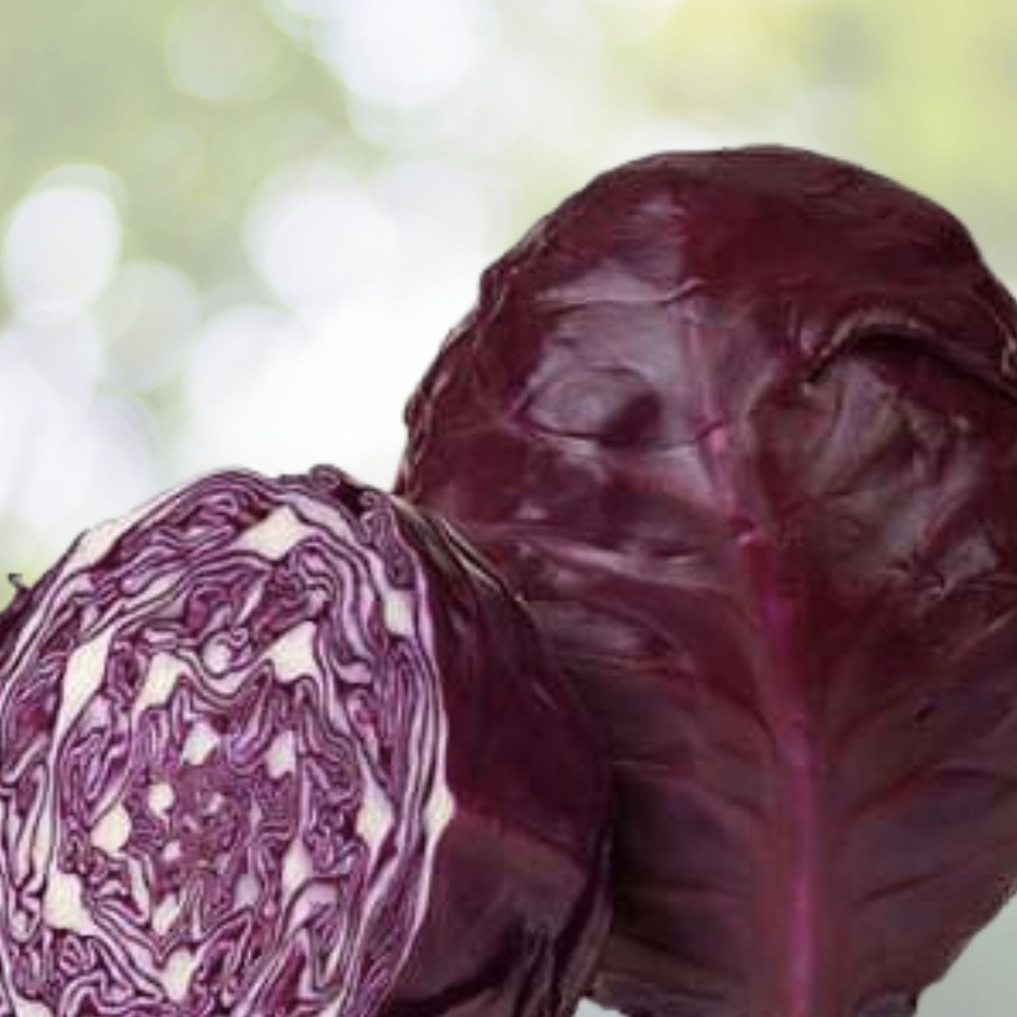 300+ Seeds Red Acre Cabbage Non-GMO Garden Vegetable Seeds (Brassica Oleracea) USA