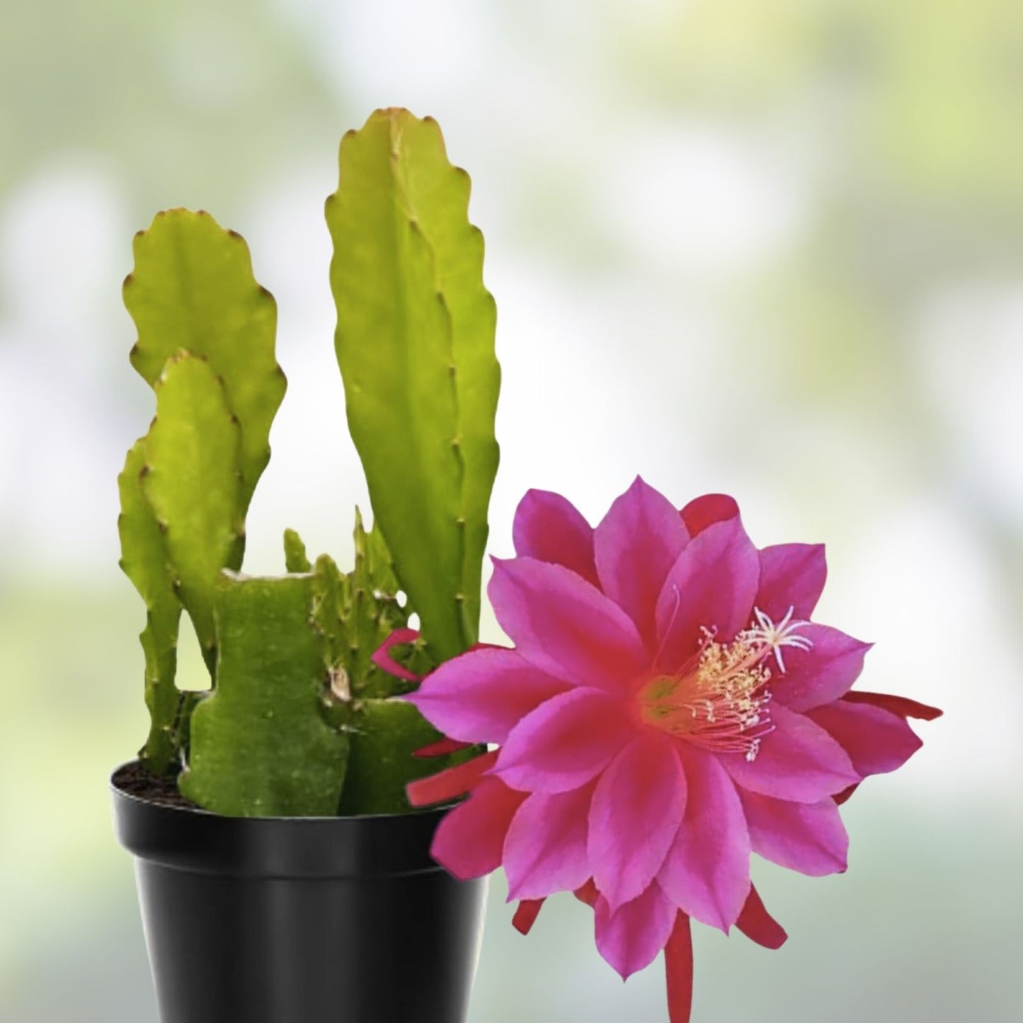 Epiphyllum Fayette Unrooted Cuttings Orchid Cactus 8-10 Inches Long for Plant Enthusiasts