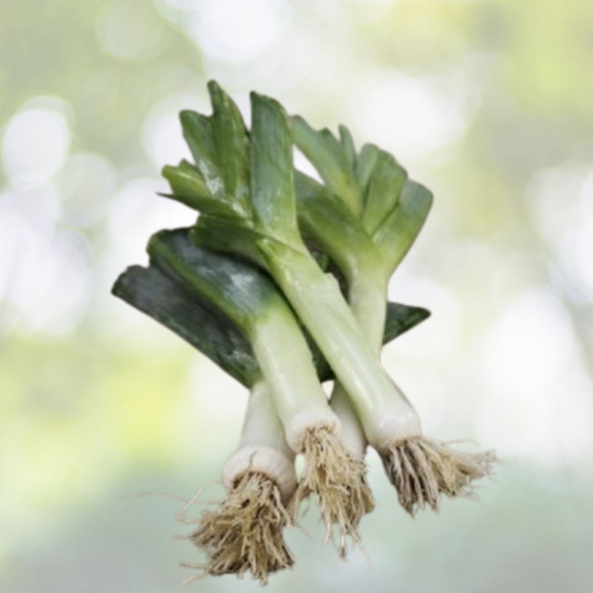 Carantan Leek Seeds | NON-GMO Heirloom Variety | Fresh Garden Seeds | Allium porrum
