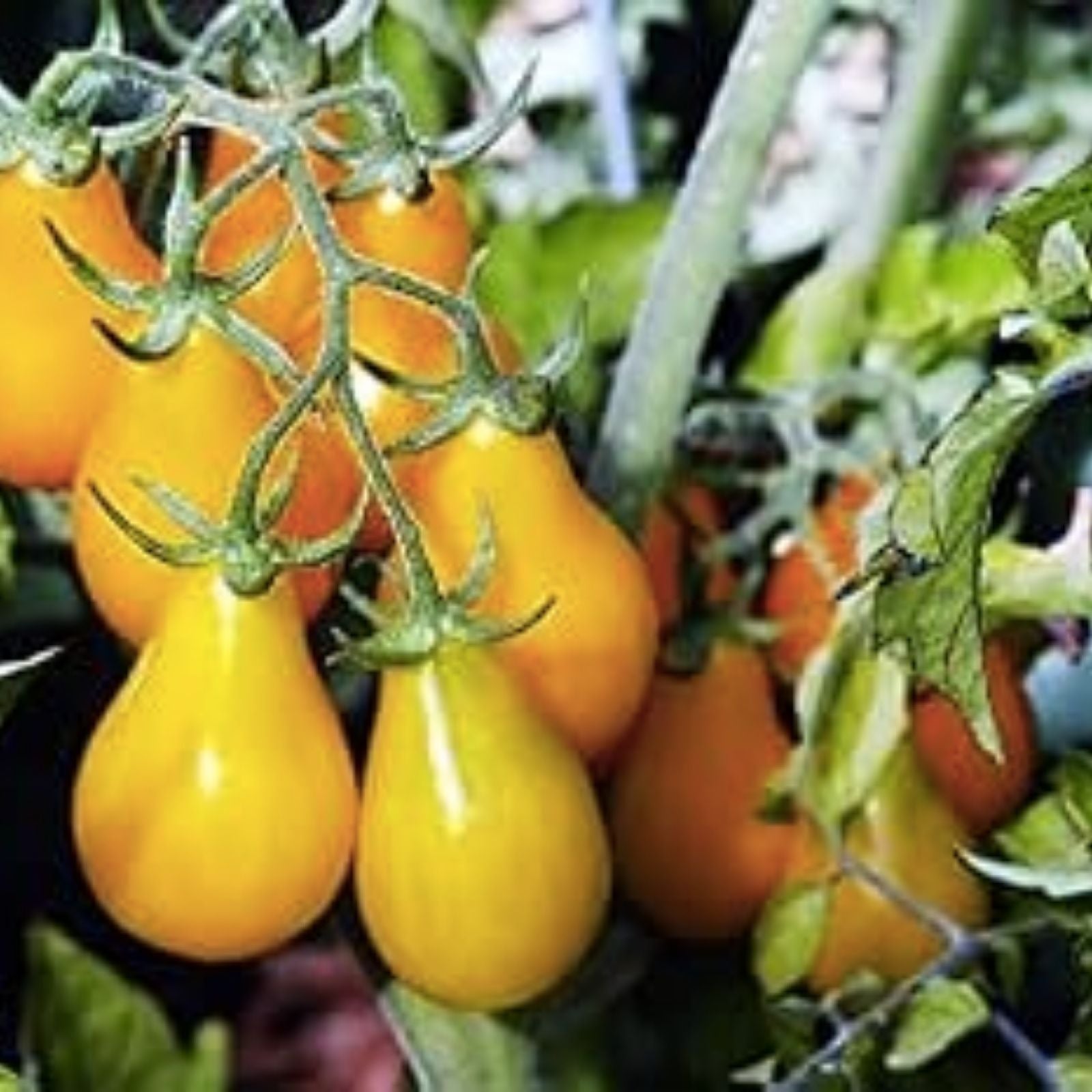 50 Yellow Pear Tomato Seeds, High Yield, Perfect for Salads, Solanum lycopersicum, Yellow Pear Variety