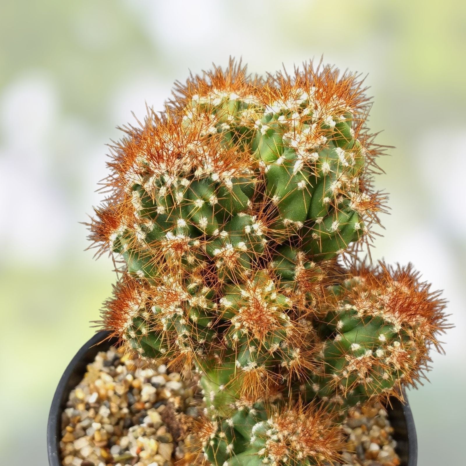 Large Monstrose Peruvian Apple Cactus | Live Cactus Plant | Cereus peruvianus | Texas Grown Succulent