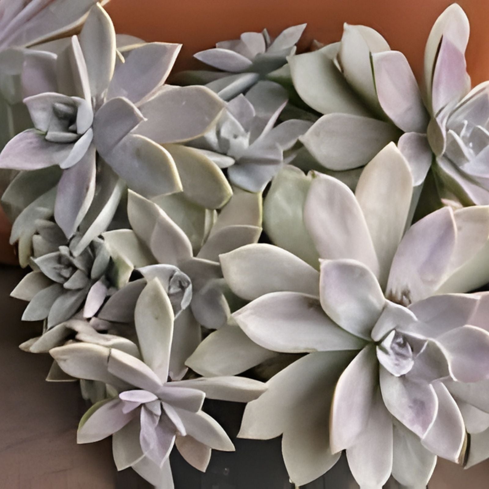 Live Succulent Plant - Cotyledon Tomentosa 'Bear's Paw' - Healthy Rooted Indoor Outdoor Decorative Plant