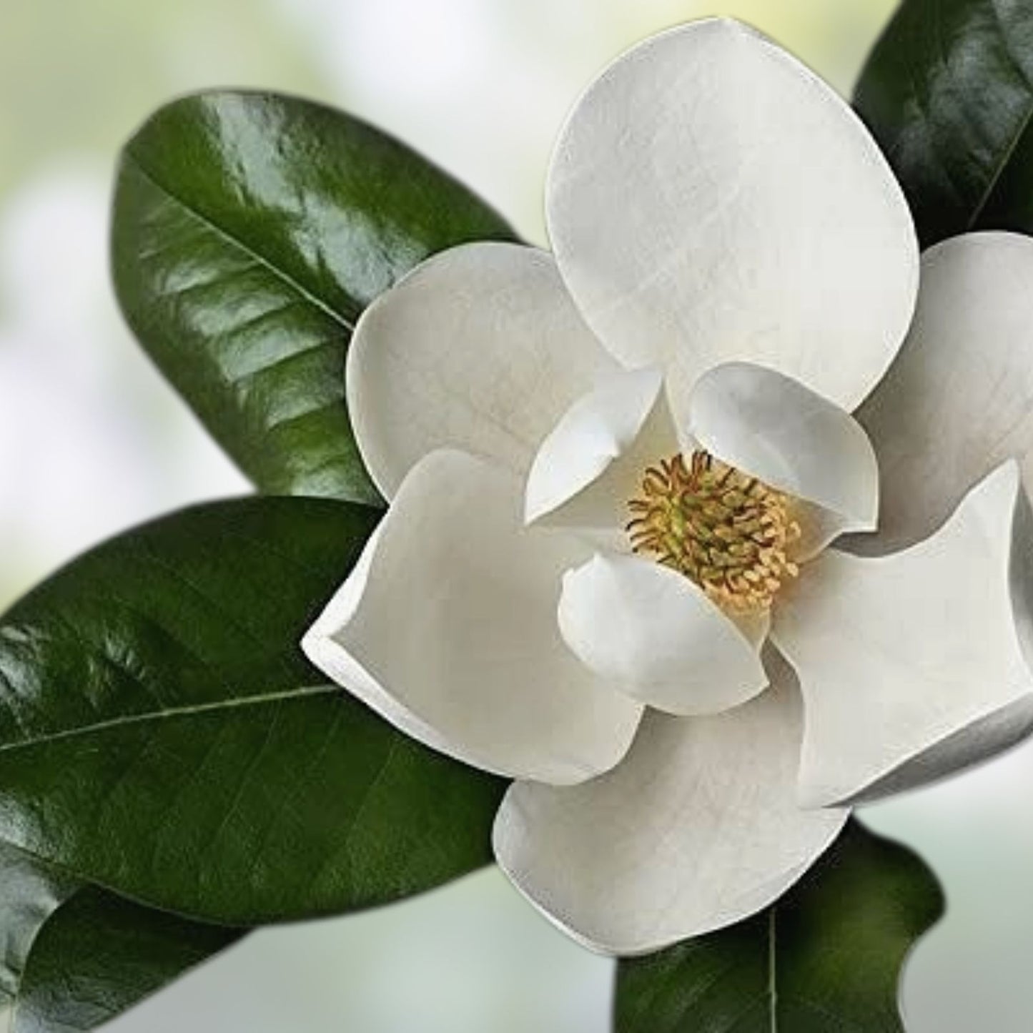 Southern Magnolia Cuttings - 8 Rooting and Grafting Cuttings - Magnolia grandiflora - Evergreen Tree Propagation Material
