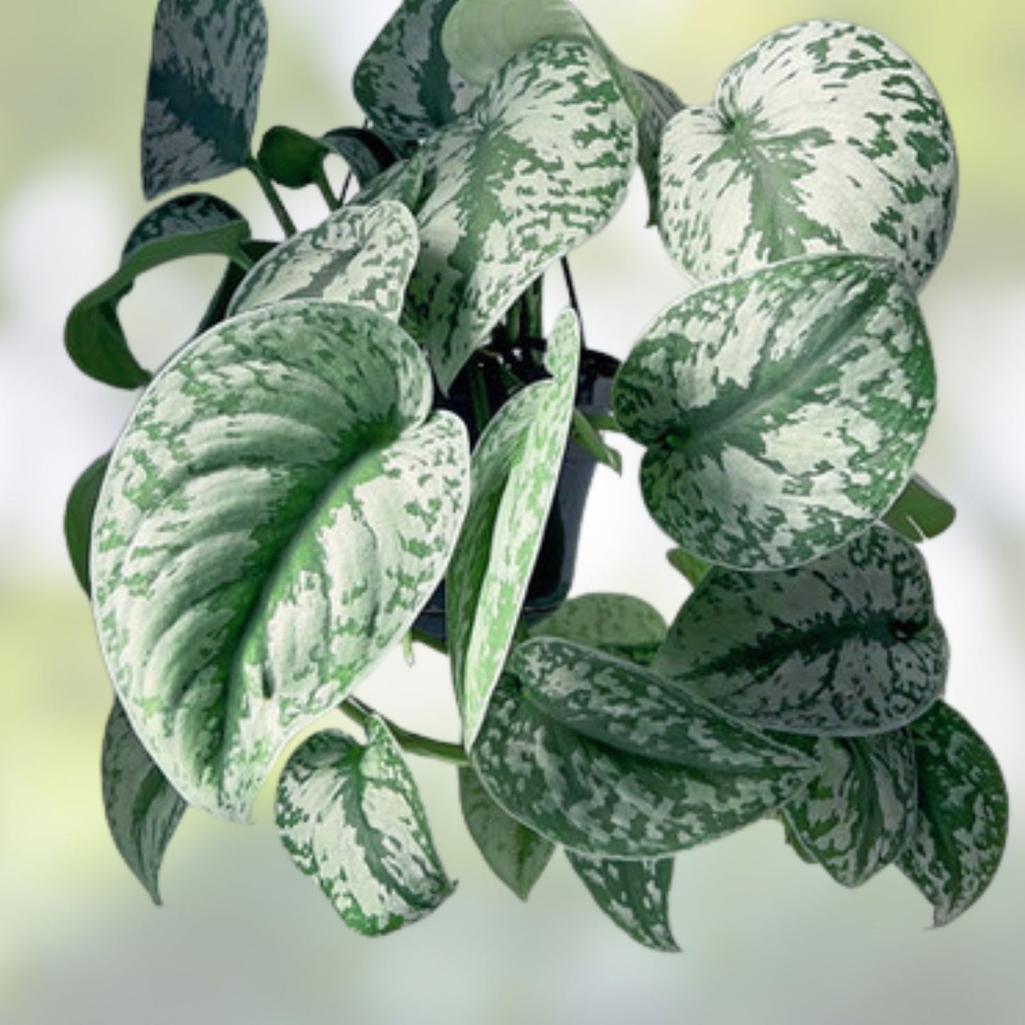 Scindapsus Pictus Exotica Silver Rooted Cuttings - Indoor Houseplant - Easy Care, Elegant Green Plant