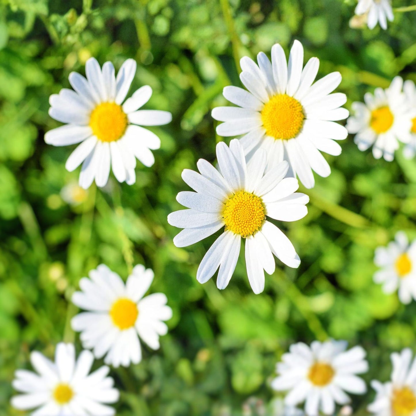 Garland Daisy Seeds 100+ Bright Yellow Flowers Osteospermum spp. Garden Flower Seeds for Landscaping and Pollinator Gardens