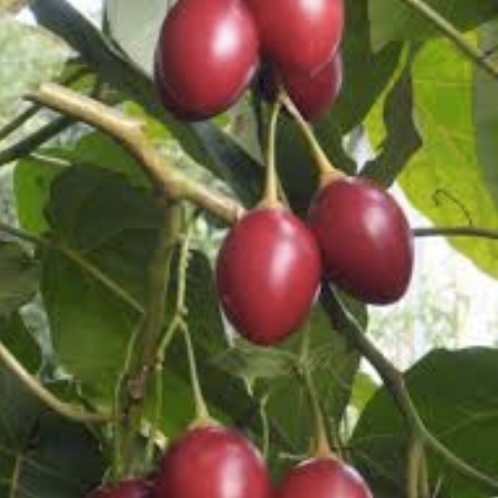 Tomato Tree Seeds 10 Pack Tamarillo Cyphomandra betacea Heirloom Planting Seeds
